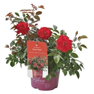 Czerwona róża karłowata 'Como Park' w doniczce, elegancka i łatwa w uprawie odmiana.