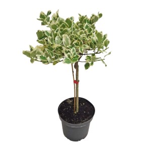 Trzmielina na pniu (Euonymus) don. 3 l