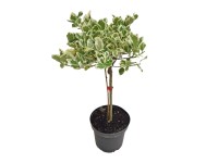 Trzmielina na pniu (Euonymus) don. 3 l