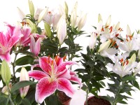 Lilia orientalna 5 cebul - don. 3 l