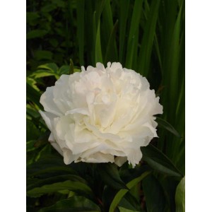 Zbliżenie białej piwonii w ogrodzie. Kwiat głowy rośliny.