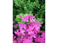Azalia japońska (Azalea sp.) wys. 55cm, don.4L