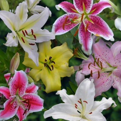 Lilia Orientalna mix - 5 szt.