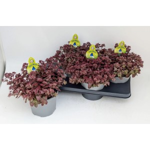 Rozchodnik mieszańcowy (Sedum hybridum 'Sunsparkler') don. 17 cm