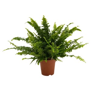 Zielona paproć t.b.t. w brązowej doniczce, roślina doniczkowa.