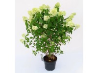 4Flower Hortensja bukietowa (Hydrangea paniculata) mix, 100-120 cm, don. 7,5 l