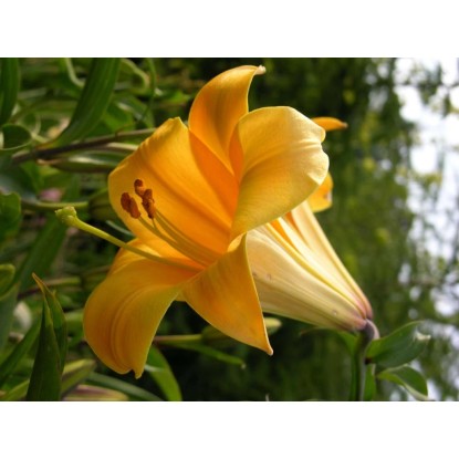 Lilia trąbkowa (Orange Planet)