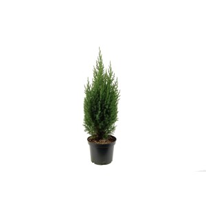 Jałowiec chiński (Juniperus chinensis 'Stricta') don. 3 l