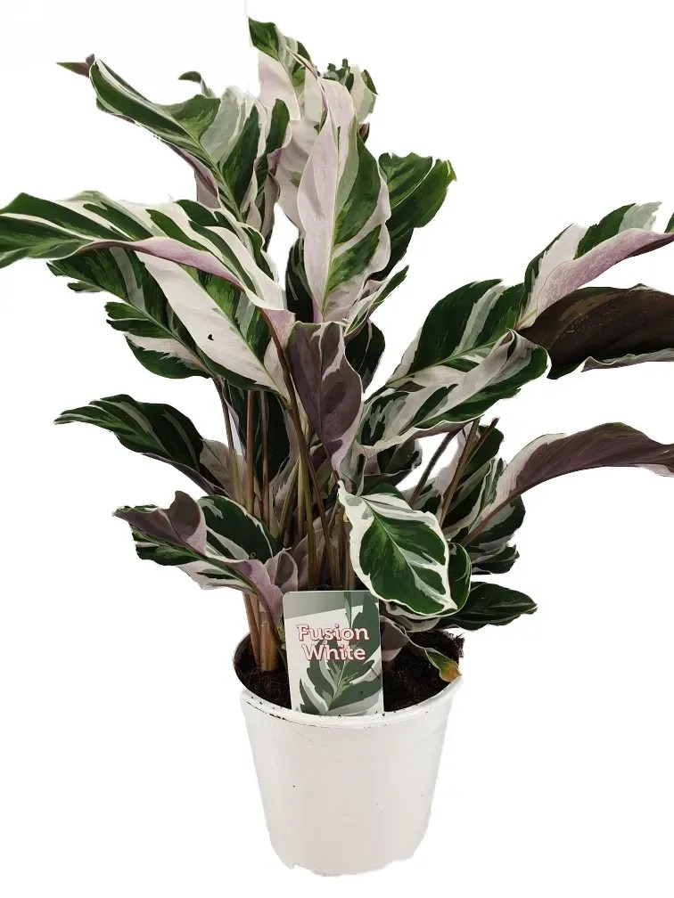 Kalatea (Calathea Fusion White) - don. 14 cm