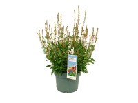 Gaura (Gaura) Ellura white - don. 23 cm