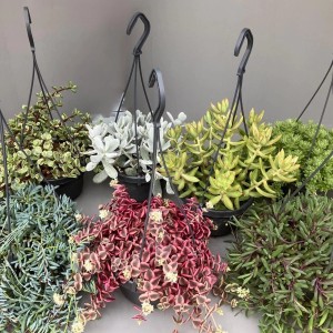 Różne wiszące sukulenty w doniczkach z haczykami.
