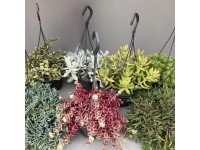 Sukulenty w wiszącej doniczce mix don. 14 cm
