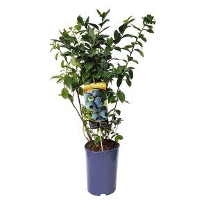 Krzew borówki w doniczce z zielonymi liśćmi i etykietą odmiany.