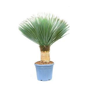 Juka Rostrata (Yucca Rostrata) - don. 45 l