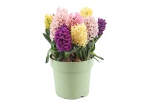 Rośliny wiosenne cebulowe mix - don. 23 cm