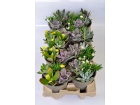 Sukulent (Succulentae) mix don. 13 cm