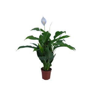 Skrzydłokwiat (t.b.t.) w doniczce, kwitnąca roślina doniczkowa z białymi kwiatami.