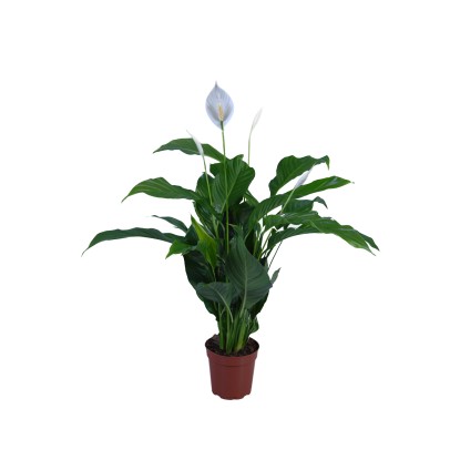Skrzydłokwiat Cupido (Spathiphyllum)