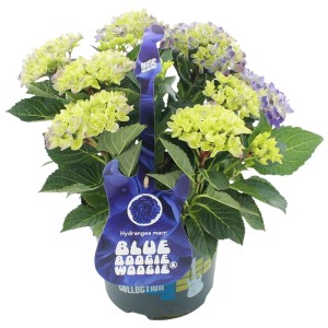 Hortensja ogrodowa (Hydrangea macrophylla Music Collection) don. 20 cm