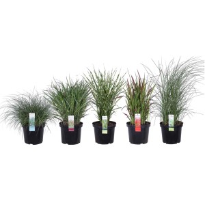 Różne trawy ozdobne 't.b.t.' w doniczkach, idealne do ogrodu i na balkon.