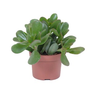 Zielony sukulent t.b.t. w brązowej doniczce.