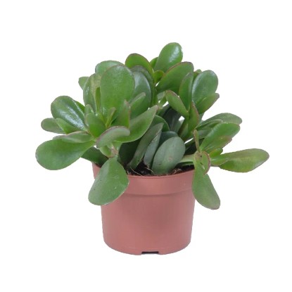 Grubosz (Crassula) mix - don. 10,5 cm
