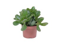 Grubosz (Crassula) mix - don. 10,5 cm