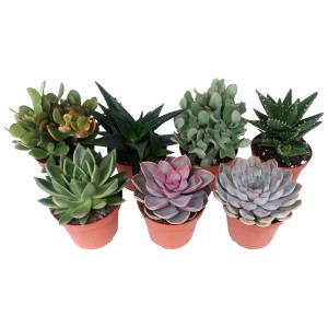 Zestaw różnych sukulentów w doniczkach, idealny do wnętrz lub na balkon.