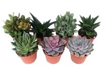 Sukulent mix wys. 15cm