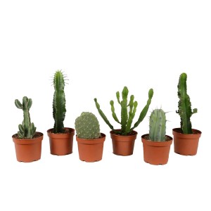 Kaktus mix don. 17cm
