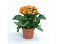 Żyworódka pełna (Kalanchoe sp.) pomarańcz - don. 12 cm
