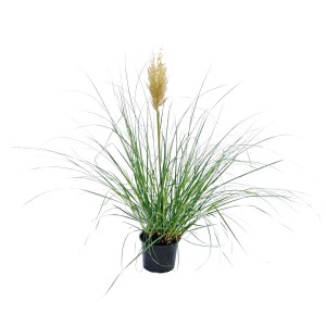 Trawa pampasowa w doniczce, zielone liście i beżowy kwiatostan.