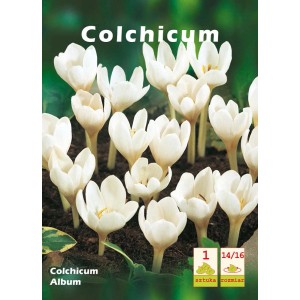 Zimowit jesienny 'Album': Biały kwitnący splendor z kategorii cebule kwiatowe.