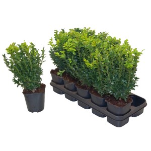 Kilka zielonych bukszpanów w doniczkach na tacy.