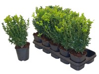Bukszpan wiecznie zielony (Buxus sempervirens bush) 11 cm
