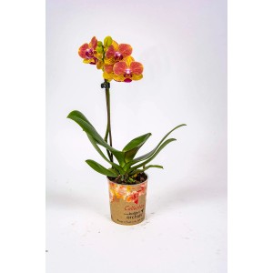 Żółto-czerwona orchidea t.b.t. w doniczce, roślina doniczkowa.