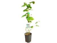 Jeżyna bezkolcowa (Rubus fruticosus Loch Tay) don. 2 l