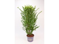 Ostrokrzew bukszpanowy zielony - wys. 80 cm