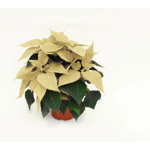 Złota gwiazda betlejemska w doniczce. Świąteczna dekoracja na Boże Narodzenie.