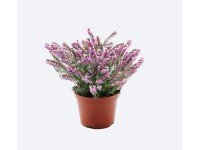 Wrzosiec (Erica carnea) mix - don. 9 l