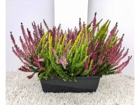 Wrzos (Beauty Sisters Trio) - don. 27 cm