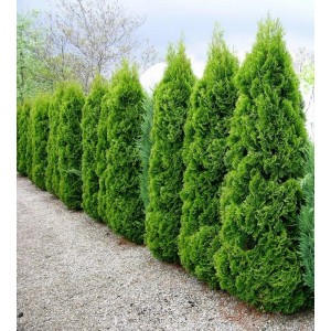 Rząd szmaragdowozielonych żywotników jako żywopłot w ogrodzie.