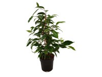 Figowiec benjamiński (Ficus benjamina) - don. 12 cm