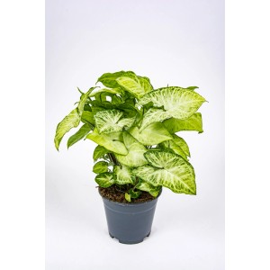 Zielona roślina doniczkowa t.b.t. w doniczce, duża roślina domowa.