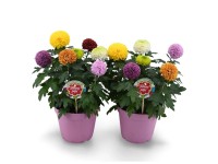Chryzantema Flower Pops don. 17 cm