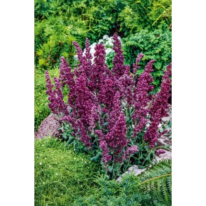 Szałwia omszona (Salvia Nemorosa Plumosa) 1 szt.