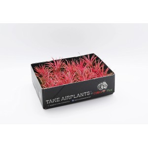 Oplątwy i bromelie: Kilka czerwonych oplątw w czarnym opakowaniu.