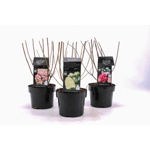 Trzy kwitnące rośliny t.b.t. w czarnych doniczkach. Różne kolory kwiatów.