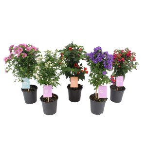 Rośliny tarasowe drzewka don. 14 cm