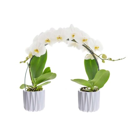 Falenopsis - Ćmówka - Storczyk (Phalaenopsis Rialto most) 1 pęd - don. 12 cm